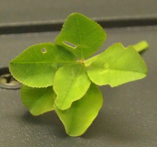 File:Clover 2011-06-24@14-12.jpg