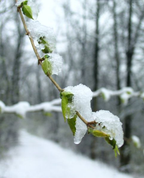 File:2007-04-11@13-48 Spring, frozen in its tracks.jpg